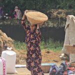 In Sunamganj, the sun is shining, the farmers are very busy with rice