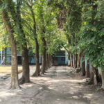 Old-Growth Trees Felled for $1,000 in Controversial Sale