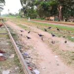Freedom Fighters Unique Love for Birds