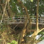 Restaurant in century old banyan trees, the chirping of birds is lost in the noise of people