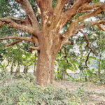 Centennial mango tree of Bhairavatir