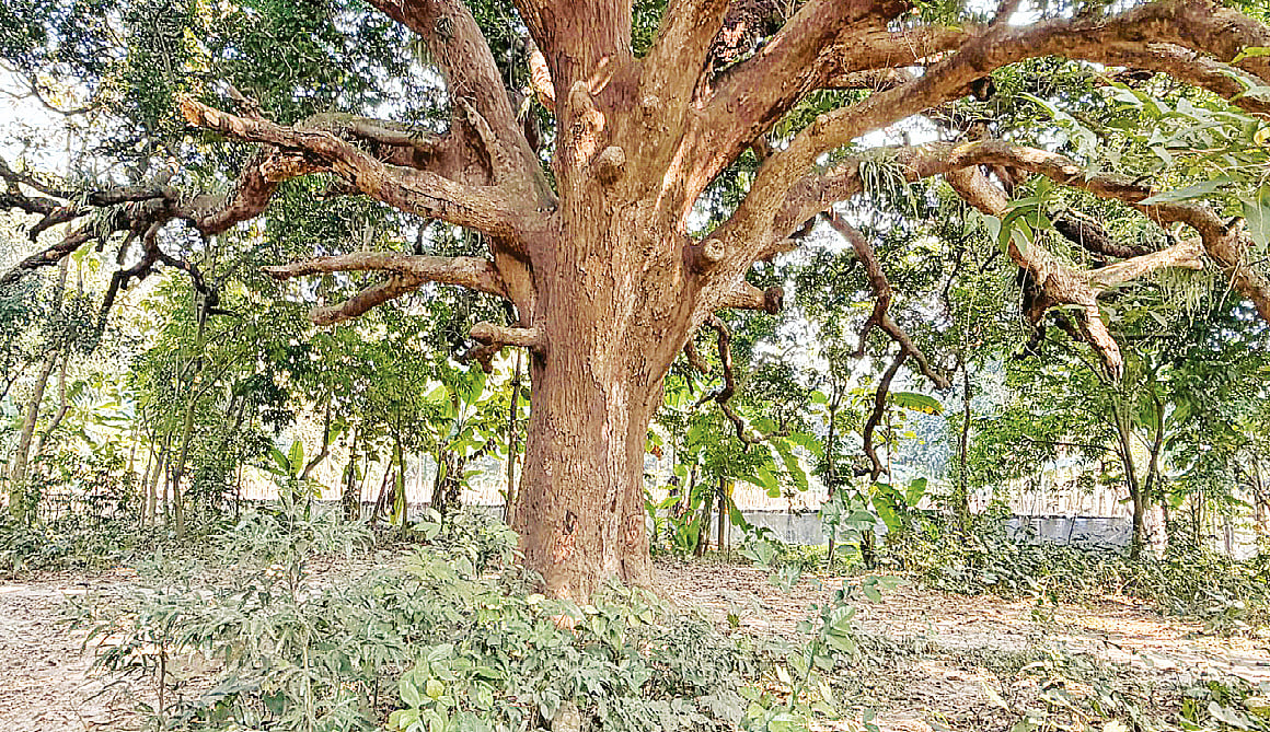 Centennial mango tree of Bhairavatir