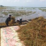 The rotting smell of paddy in the long sun, the sorrow of the farmer in Howar remains