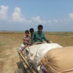Flash Floods and Heavy Rains Devastate Boro Crops in Sunamganj, Triggering BDT 500 Crore in Losses