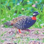 Looking for ‘Sheikh Farid’ in Panchgarh