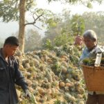 Pineapple Cultivation Surges in Rangamati, Supplying Nationwide