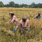 Farmers are in trouble due to labor crisis, knee-deep water to eat ripe paddy in Ariyal Bill