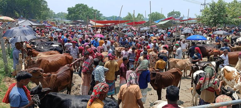 Production Surplus and Soaring Feed Costs Drive Up Cattle Prices by 30% in Pabna Ahead of Eid