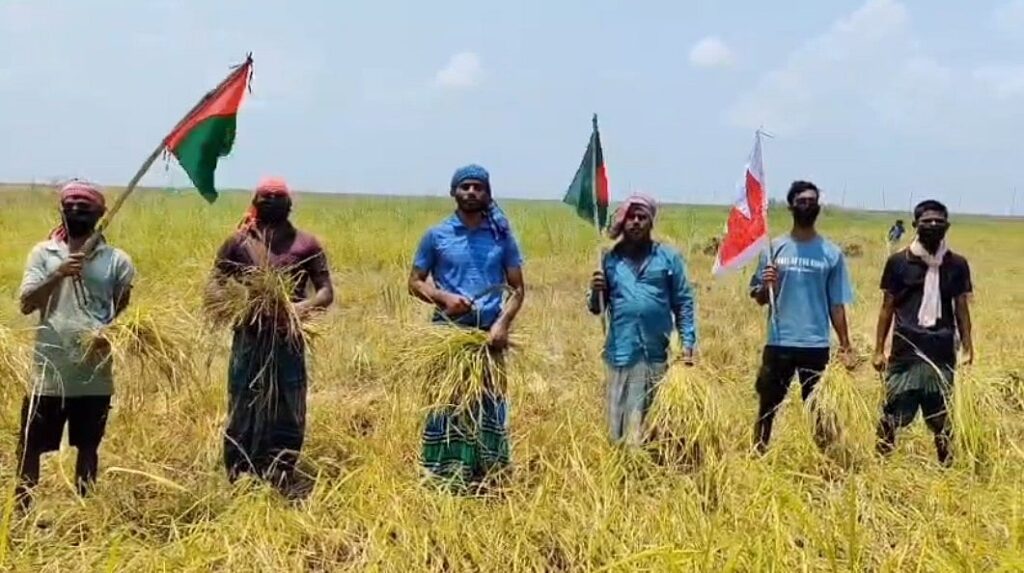 Banned Chhatra League leaders-activists cut farmers’ paddy on the bank of Padma