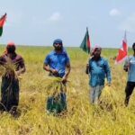 Banned Chhatra League leaders-activists cut farmers’ paddy on the bank of Padma