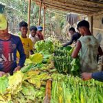 Massive Expansion of Illicit Tobacco Cultivation and Unregulated Kilns Triggers Severe Ecological and Public Health Crisis in Cox’s Bazar and Bandarban