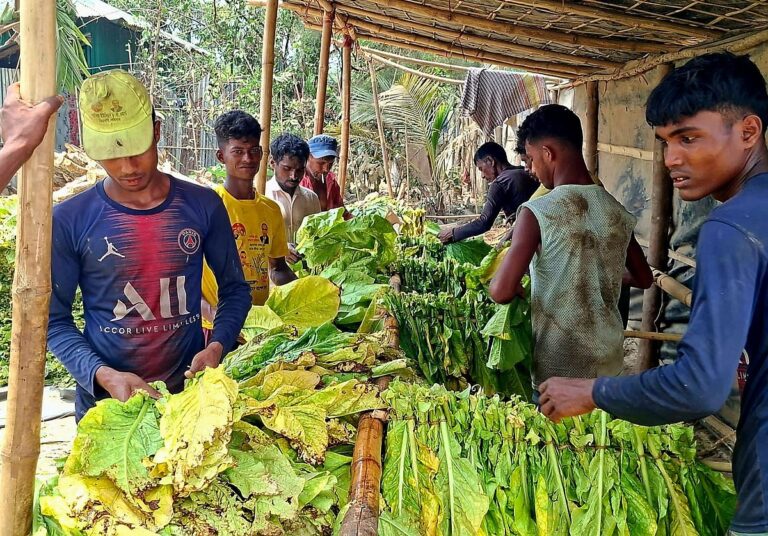 Massive Expansion of Illicit Tobacco Cultivation and Unregulated Kilns Triggers Severe Ecological and Public Health Crisis in Cox’s Bazar and Bandarban