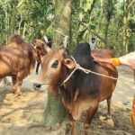 Crowd to see ‘Mostak’ and ‘Kamini’ in Kishoreganj, price 20 lakhs