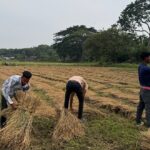 During the labor crisis, students are cutting farmers’ paddy, earning extra income