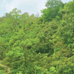 A ‘different forest’, sustained by human care, can be a model for the world
