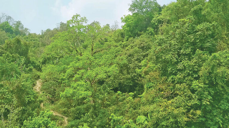 A ‘different forest’, sustained by human care, can be a model for the world