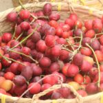 From the forest to the market, why is there so much talk about the fruit?