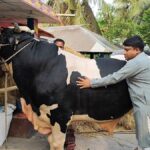 Bahubali Bull Fetches $12,000 Asking Price in Bangladesh