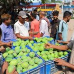 Rajshahis Guti Mangoes Arrive on Market, Fetching 1,320 Taka Per Maund