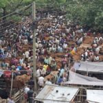 Shift in Market Demand Leads Joypurhat Cattle Farmers to Favor Small and Medium Cows for Eid