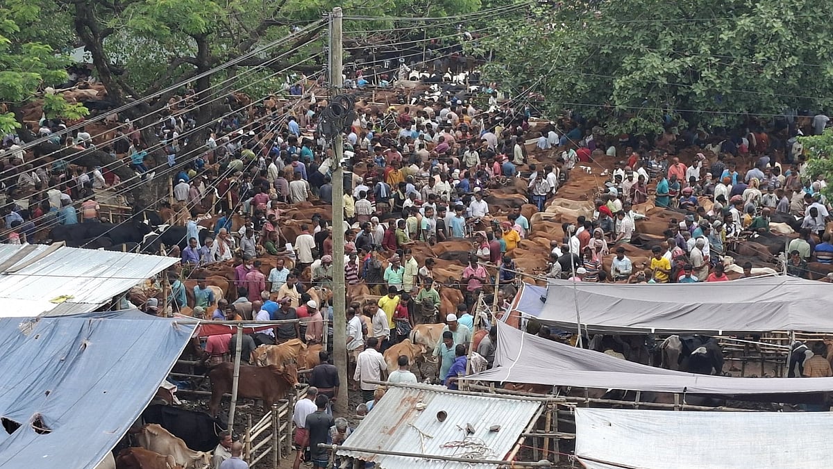 Shift in Market Demand Leads Joypurhat Cattle Farmers to Favor Small and Medium Cows for Eid