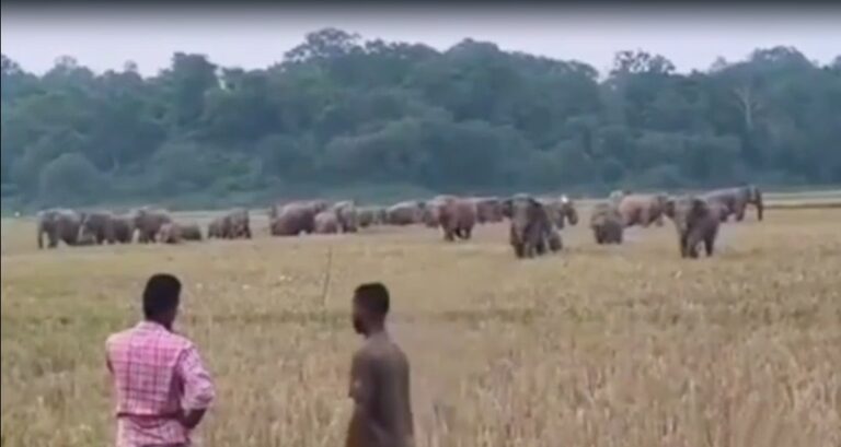 A kilometer long electric trap at the foot of the Garo Hills to kill elephants