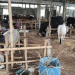 Ashanur’s cow residential hotel is crowded around Eid