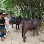 Kushtia Farmers Hope to Fetch $17,000 for 40-Mon Buffalo Pair