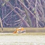 Tiger swimming in the canal