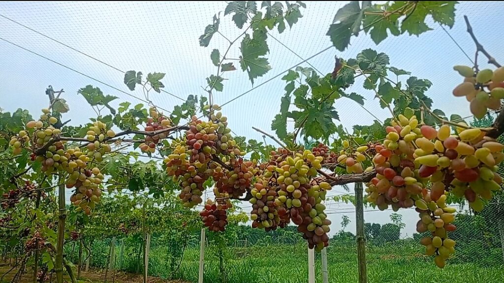 Grape farming transforms farmer Sajals life