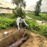 Dead dolphins were floating in Halda, 51 bodies were recovered in six and a half years