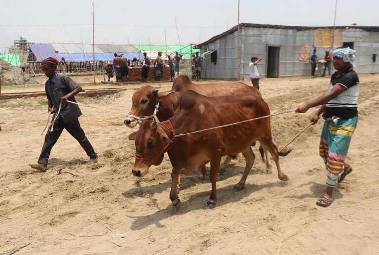 BNP Leaders Awarded Contracts for Five Cattle Markets in Chittagong Without Bidding