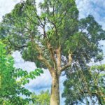 Only 500 ma trees survive in the southern forest area of ​​Cox’s Bazar