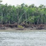 The recovery capacity of the Sundarbans is weakening