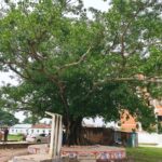 Did the poet Nazrul play the flute under that banyan tree in Trishal