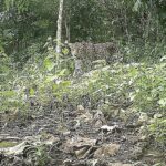 In the forest where DC was chased by a predatory tiger
