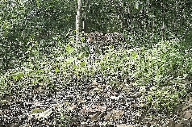 In the forest where DC was chased by a predatory tiger