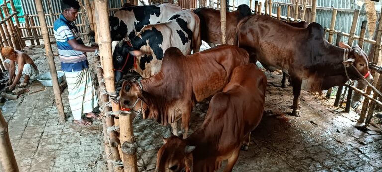 Cattle Hotel Offers Free Lodging to Owners in Bangladesh