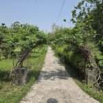 Open reservoirs of biodiversity at risk due to lack of maintenance