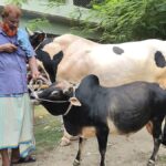 “I have never seen such a small cow in my life”