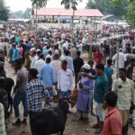The traditional Adampur market is stocked with domestic cows and buffaloes