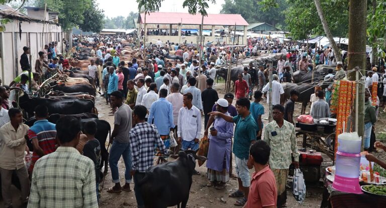 The traditional Adampur market is stocked with domestic cows and buffaloes