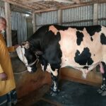 “King of Rajbari” weighs 38 maunds, price is 15 lakh taka, farmers are worried about selling