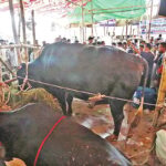 Eid Cattle Markets Buzz with Anticipation as Black Groom, Red King, and Tigers Arrive