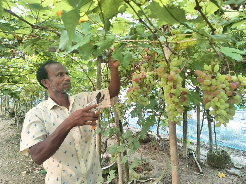 Cultivation in Kurigram is Russian grapes, two bigha garden is expected to earn 9 lakh taka
