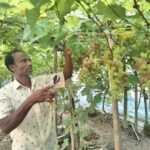 Cultivation in Kurigram is Russian grapes, two bigha garden is expected to earn 9 lakh taka