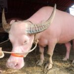 Now the ‘pink’ buffalo is drinking at the sacrificial market