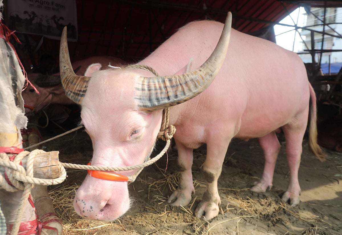 Now the ‘pink’ buffalo is drinking at the sacrificial market