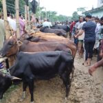 “Bargain or, but not a single cow for sale”