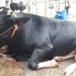 “Kalo Manik”, “Raja Mia” and others are also in the market in the rain-soaked market